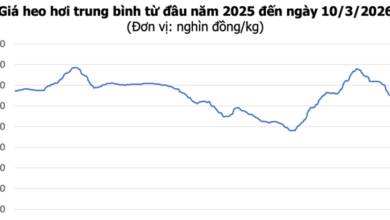 انخفاض قياسي في سعر الدونغ الفيتنامي إلى 60,000 دونغ/كجم مع تذبذب كبير في أسواق وسط البلاد