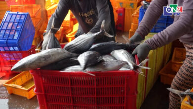 انخفاض كبير في أسعار التونة يفتح باب العروض المميزة أمام المستهلكين