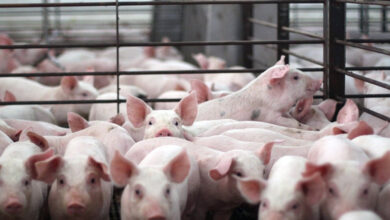 انخفاض كبير في أسعار الدونغ الفيتنامي بمقدار 1000-2000 للدونغ في المناطق الشمالية والوسطى بينما تستقر في الجنوب