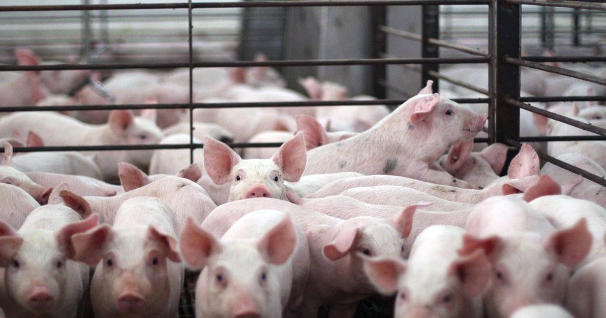 انخفاض كبير في أسعار الدونغ الفيتنامي بمقدار 1000-2000 للدونغ في المناطق الشمالية والوسطى بينما تستقر في الجنوب