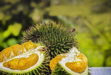 انخفاض كبير في سعر دوريان Ri6 بمقدار 5000 دونغ فيتنامي للكيلوغرام، بينما يستقر سعر الدوريان التايلاندي عند 170000 دونغ