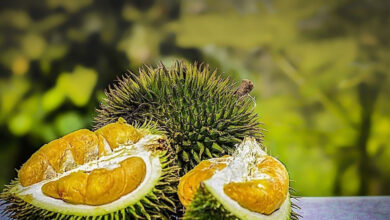 انخفاض كبير في سعر دوريان Ri6 بمقدار 5000 دونغ فيتنامي للكيلوغرام، بينما يستقر سعر الدوريان التايلاندي عند 170000 دونغ