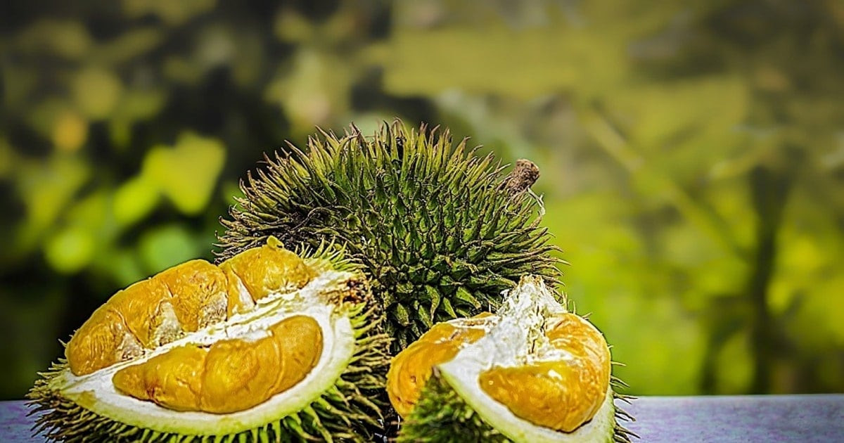 انخفاض كبير في سعر دوريان Ri6 بمقدار 5000 دونغ فيتنامي للكيلوغرام، بينما يستقر سعر الدوريان التايلاندي عند 170000 دونغ