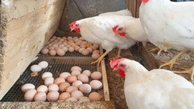 بالنسبة لما طلبت، يرجى تزويدي بالعنوان الذي تود تحسينه.