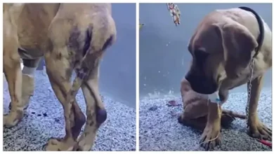 تحرك قضائي عاجل من منى عبدالوهاب في قضية كلب السويس.. تفاصيل تثير الجدل وتسلط الضوء على التداعيات القانونية والإنسانية