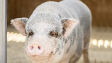 تذبذب في أسعار الدونغ الفيتنامي بين 60,000 و68,000، مع هبوط طفيف في المناطق الجنوبية