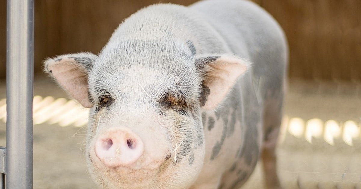 تذبذب في أسعار الدونغ الفيتنامي بين 60,000 و68,000، مع هبوط طفيف في المناطق الجنوبية