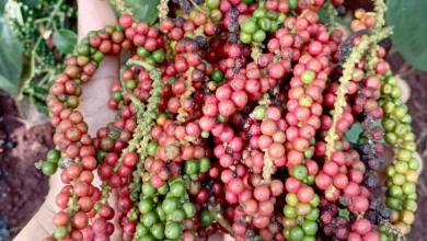 تذبذبات ملحوظة في أسعار البن والفلفل العالمية وسط استقرار نسبي في السوق المحلية