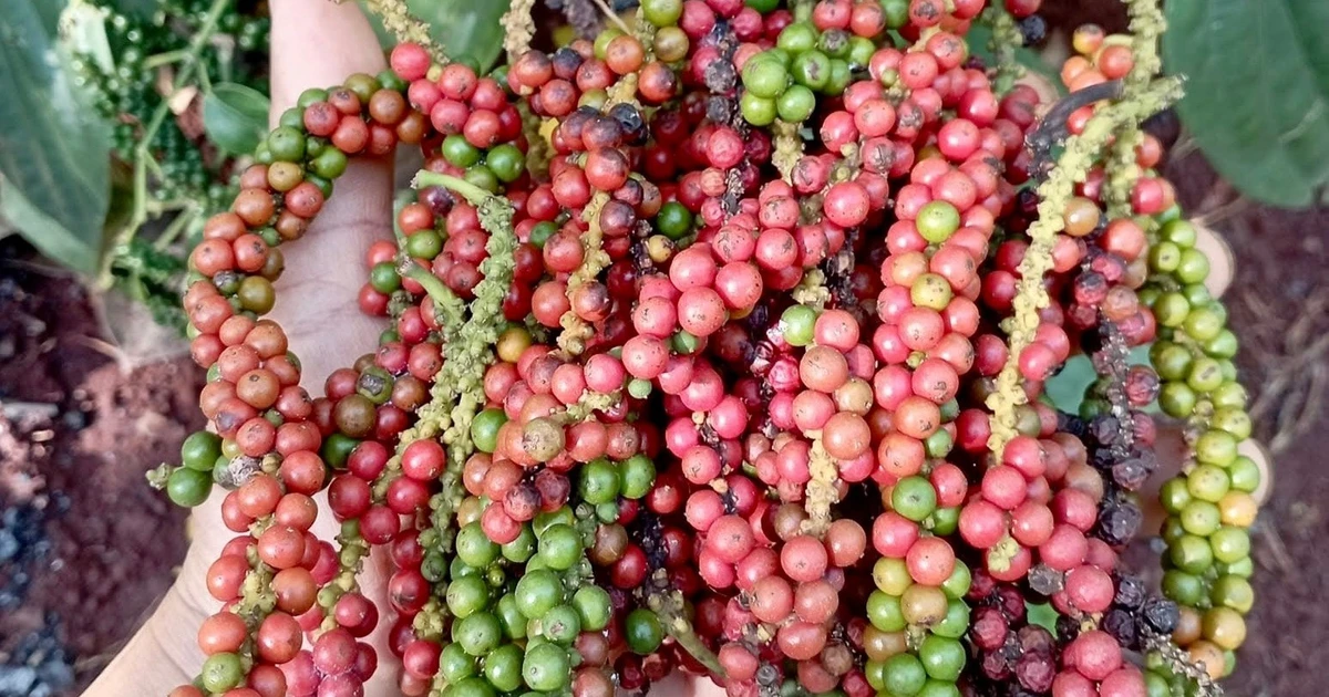 تذبذبات ملحوظة في أسعار البن والفلفل العالمية وسط استقرار نسبي في السوق المحلية