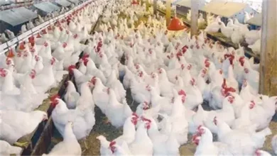 زيادة الإقبال في رمضان يعزز ارتفاع أسعار الدواجن.. وتوفير المجمد بـ100 جنيه للكيلو