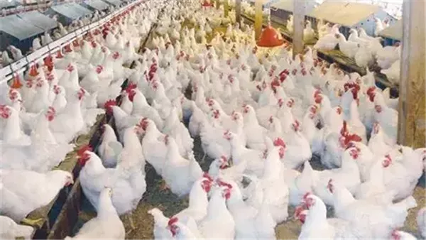 زيادة الإقبال في رمضان يعزز ارتفاع أسعار الدواجن.. وتوفير المجمد بـ100 جنيه للكيلو