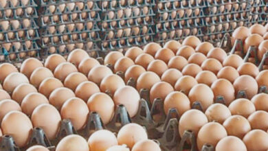 سعر كرتونة البيض اليوم السبت 7-3-2026 للمستهلك في السوق المحلية