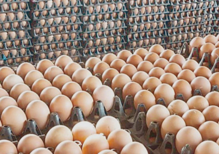 سعر كرتونة البيض اليوم السبت 7-3-2026 للمستهلك في السوق المحلية