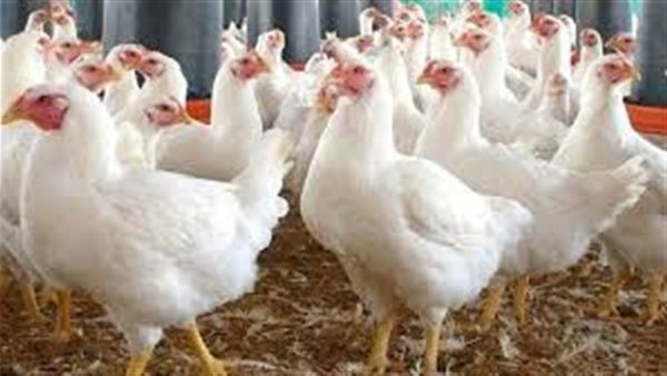 سعر كيلو الفراخ البيضاء اليوم.. أحدث أسعار الدواجن والبيض في السوق المصرية
