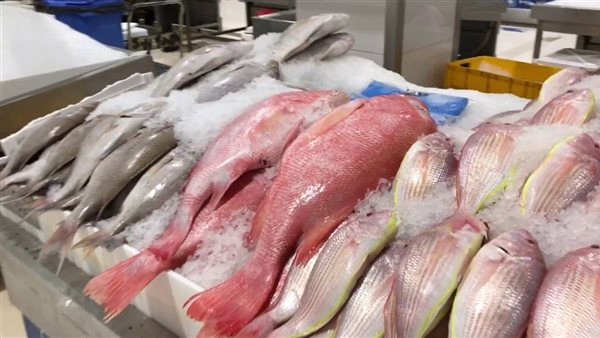 سوق السمك اليوم يشهد زيادات جديدة في أسعار الجمبري والماكريل وتراجع في سعر السبيط