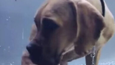 عاجل: السلطات تتصدى لواقعة اعتداء بشعة على كلب من قبل خمسة بلطجية في السويس والأمن يحقق في تفاصيل الفيديو المثير للجدل