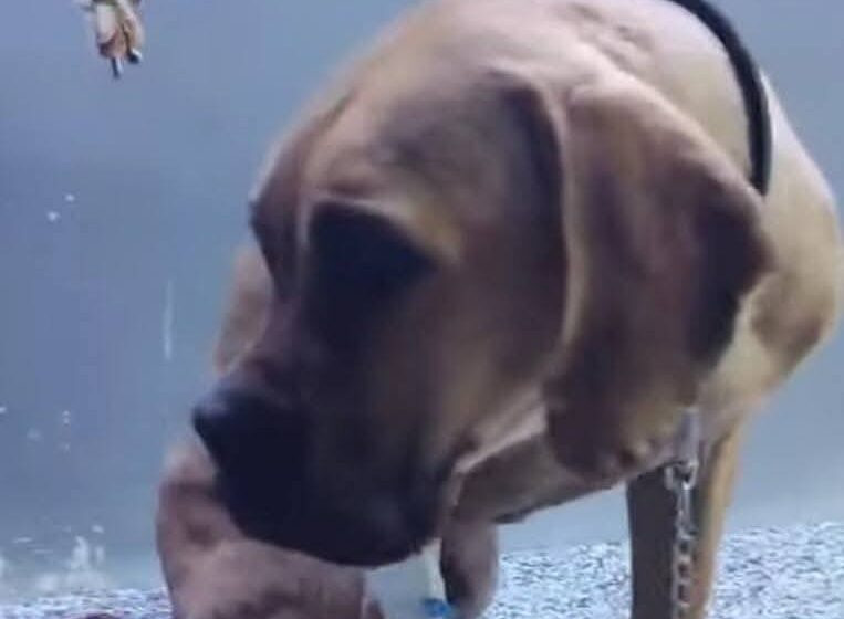 عاجل: السلطات تتصدى لواقعة اعتداء بشعة على كلب من قبل خمسة بلطجية في السويس والأمن يحقق في تفاصيل الفيديو المثير للجدل