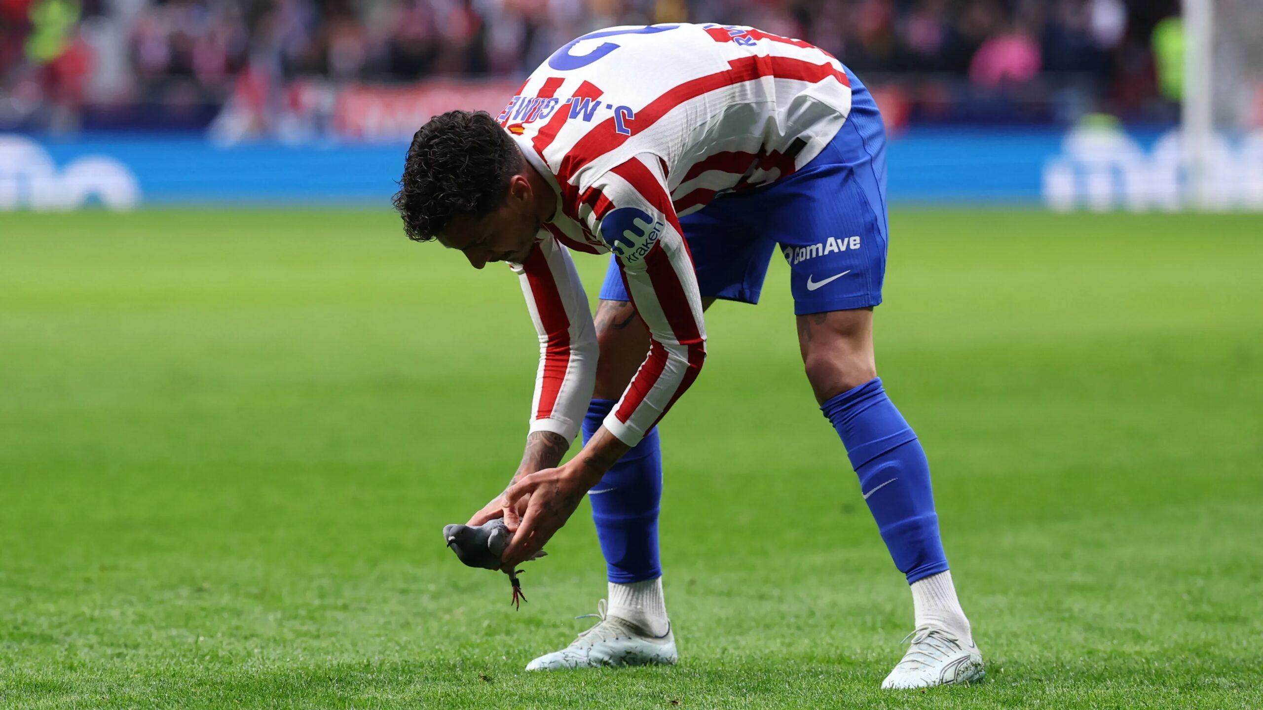 فيديو نجم أتلتيكو ينقذ الحمامة ويخطف الأضواء في الليجا بلحظة إنسانية مؤثرة