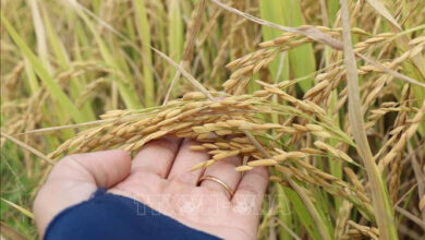 قبل احتفالات الحصاد، مزارعو كان ثو يترقبون بفارغ الصبر موسمًا وفيرًا من الأرز