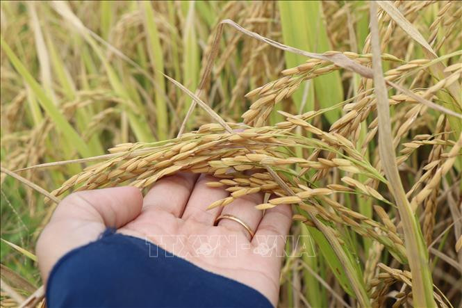 قبل احتفالات الحصاد، مزارعو كان ثو يترقبون بفارغ الصبر موسمًا وفيرًا من الأرز