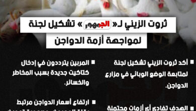 لجنة عاجلة لمواجهة أزمة الفراخ وارتفاع الأسعار بشكل حاسم