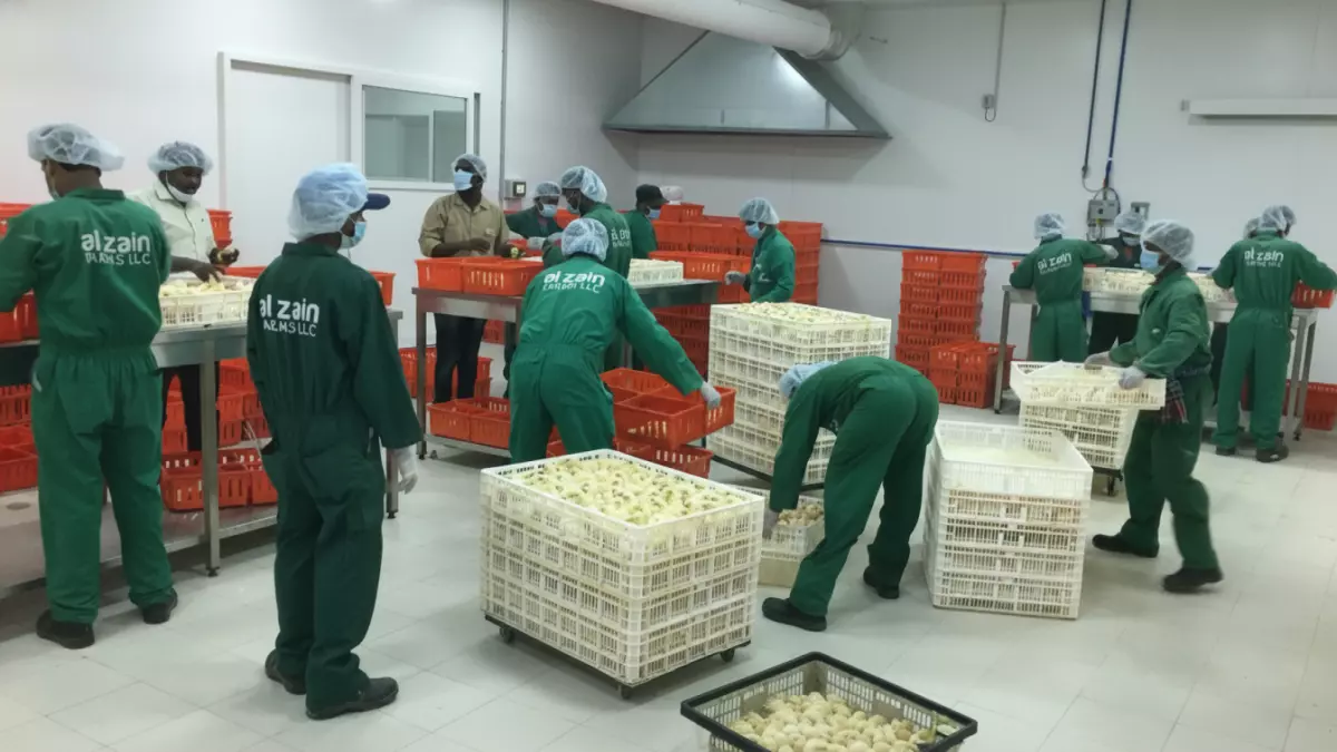 مزارع الزين تطرح أكثر من 50 فرصة عمل ذهبية برواتب مغرية في عُمان.. تُعدّ فرصة أخيرة للتقديم