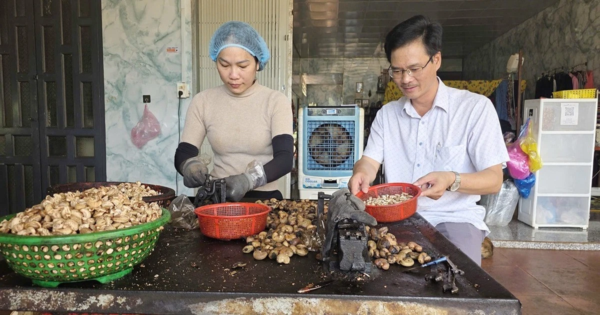 مزارعو الكاجو يوجّهون شكرهم للموسم المُبهر والأسعار المميزة