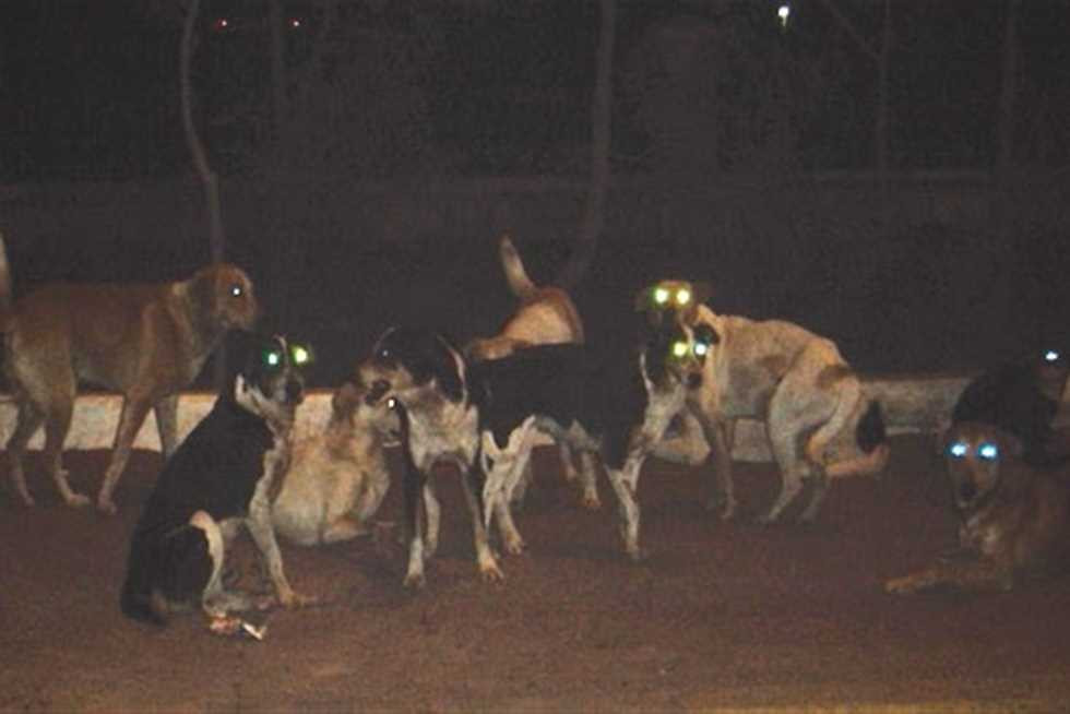 معمل السكر بزايو يواجه كارثة أمنية بعد انتشار الكلاب الضالة.. والمطالبة بتدخل عاجل من الجهات المختصة