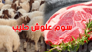 نفاد مخزون "العلوش" عند 60 دينارًا يثير دعوات للمقاطعة وتوجّهات لتوحيد الموقف الشعبي